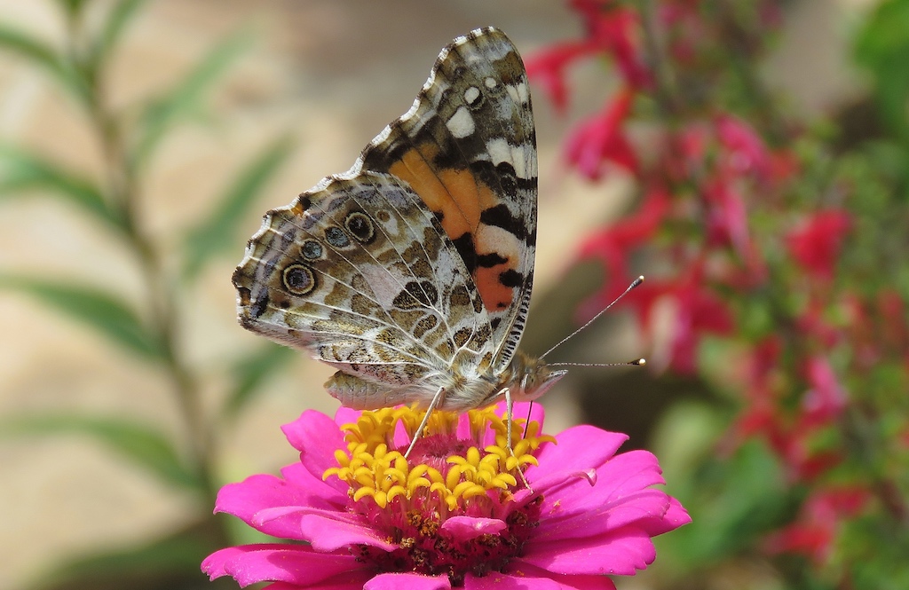 Painted Lady Butterfly